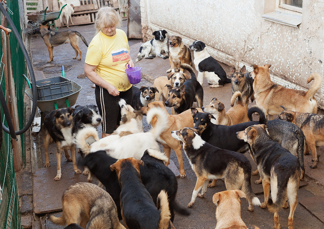 Будни одного приюта для бездомных собак - Анатолий Тимофеев