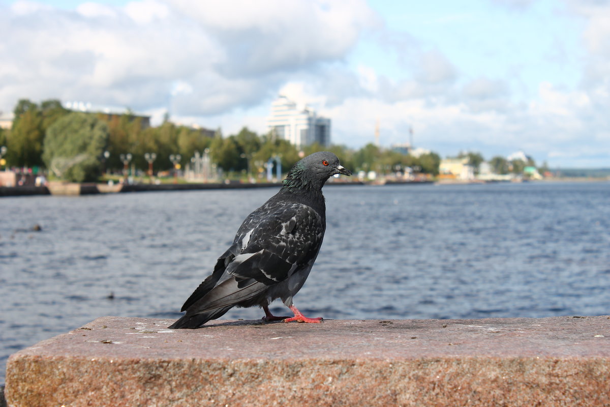 Петрозаводск.... - Дина Нестерова