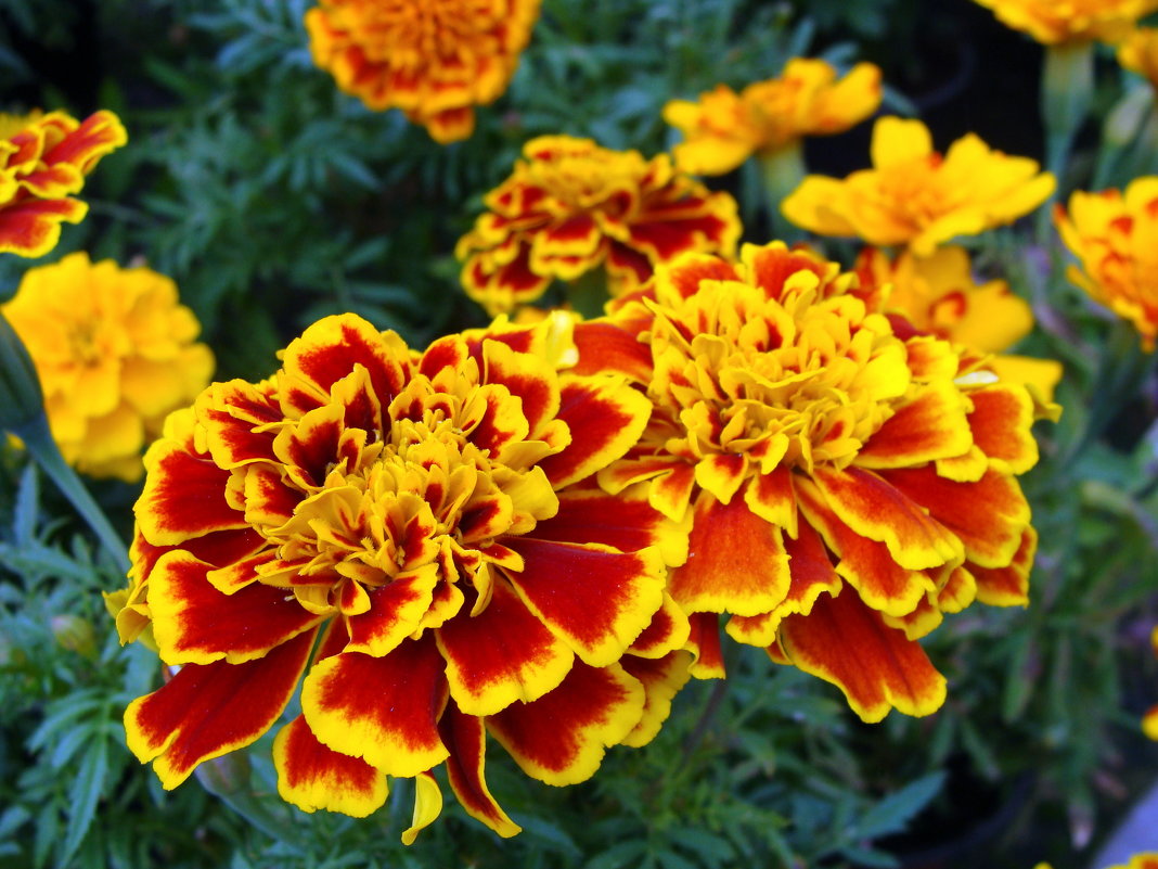 Tagetes - laana laadas