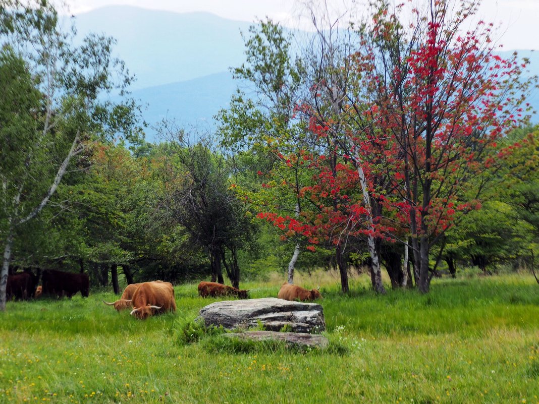 Stowe, Vermont - Vadim Raskin