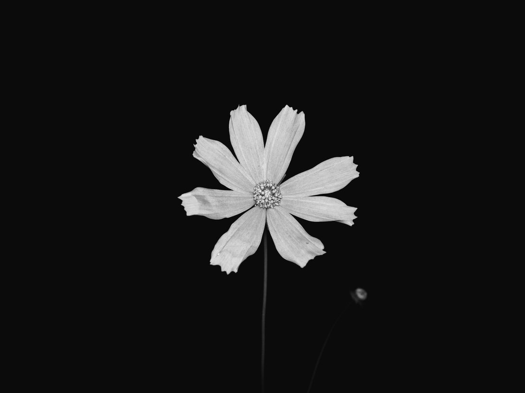 Цветок - Артём Брав