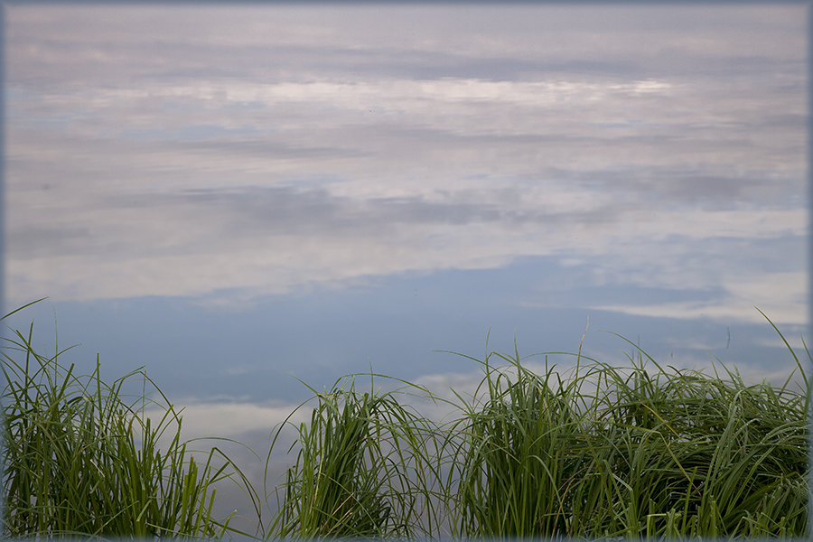 Берег озера...трава в облаках... - Лилия *