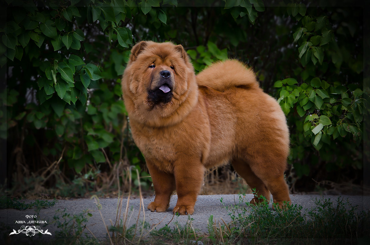 Питерская порода собак большая
