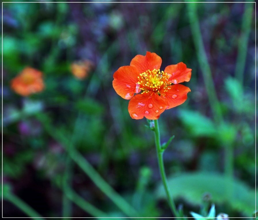 Аленький цветочек - muh5257 