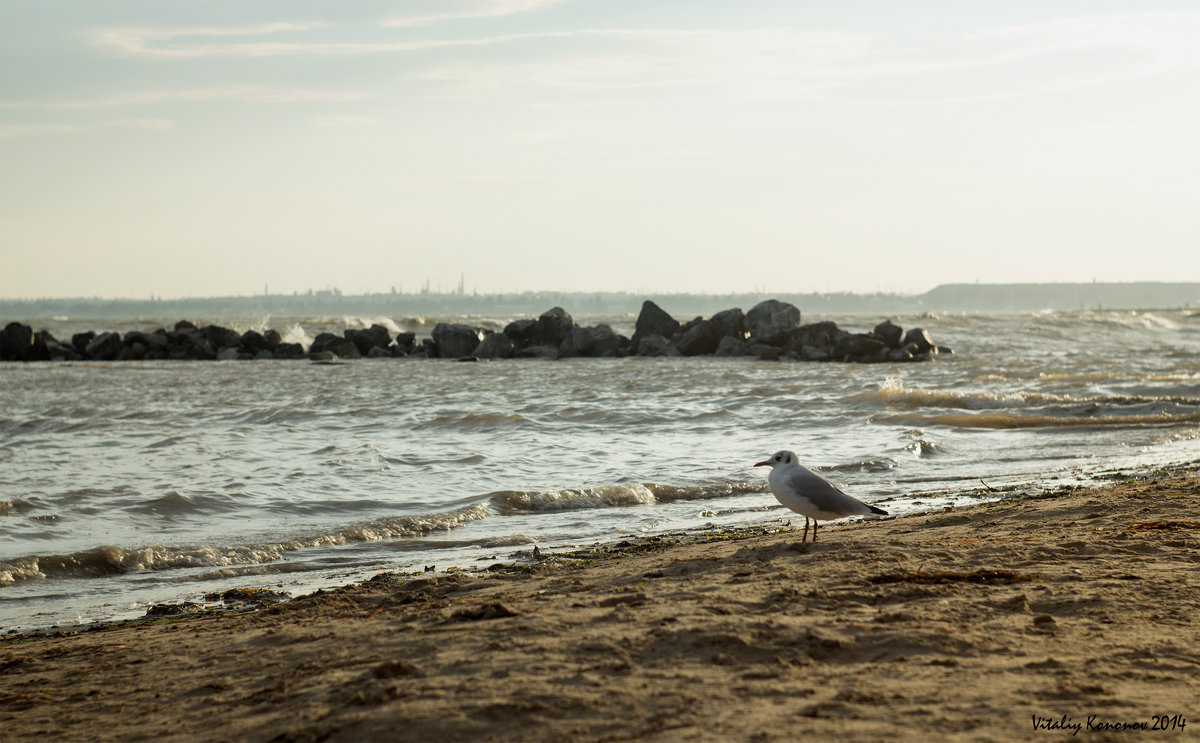 портрет чайки на берегу - Vitaliy Kononov