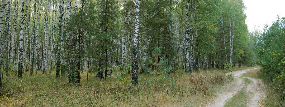 Роща в Заборье (панорама) - Александр Буянов