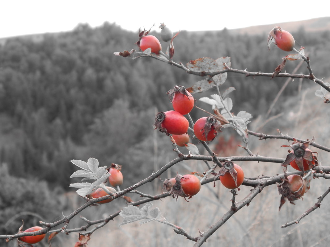 алые ягоды шиповника - lesia 