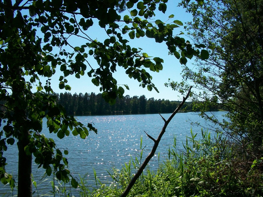 Зелёное озеро.  посёлок Будогощь - Виктор Елисеев