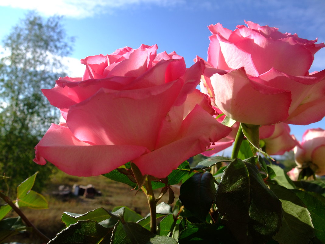 Розы в солнце - Алла Алина