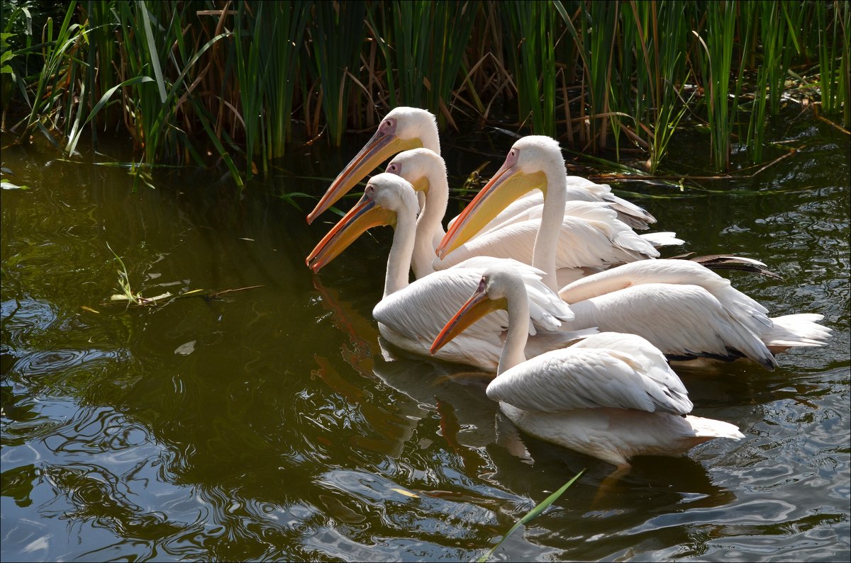Pelicans on the pond - Tatiana Kretova