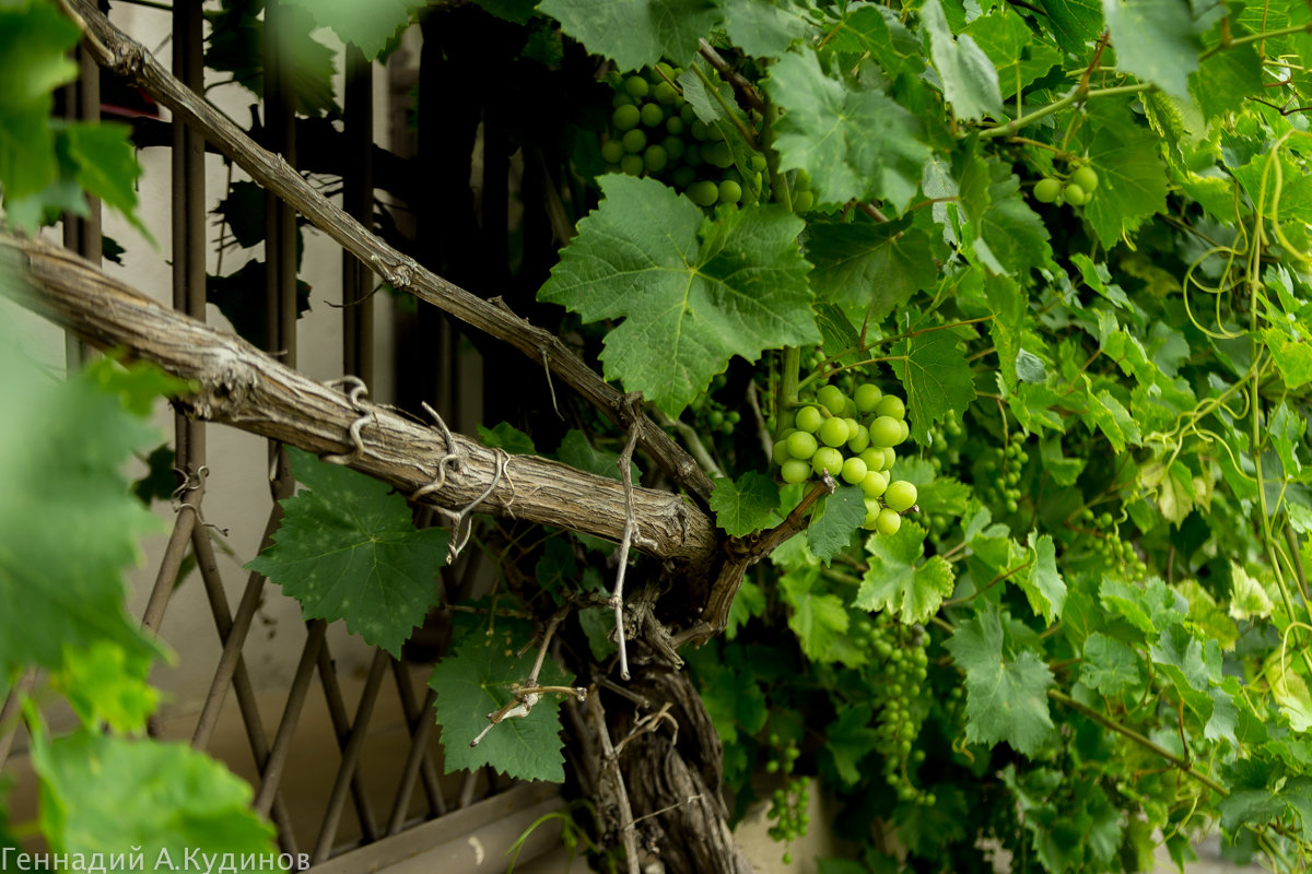 Балкон увитый виноградом - Геннадий Кудинов