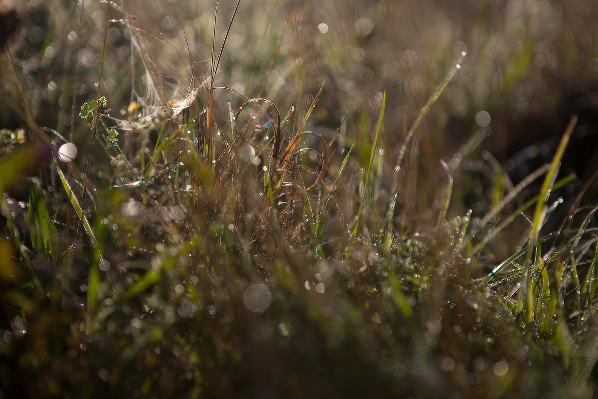 Natural patterns - Anna Lipatova