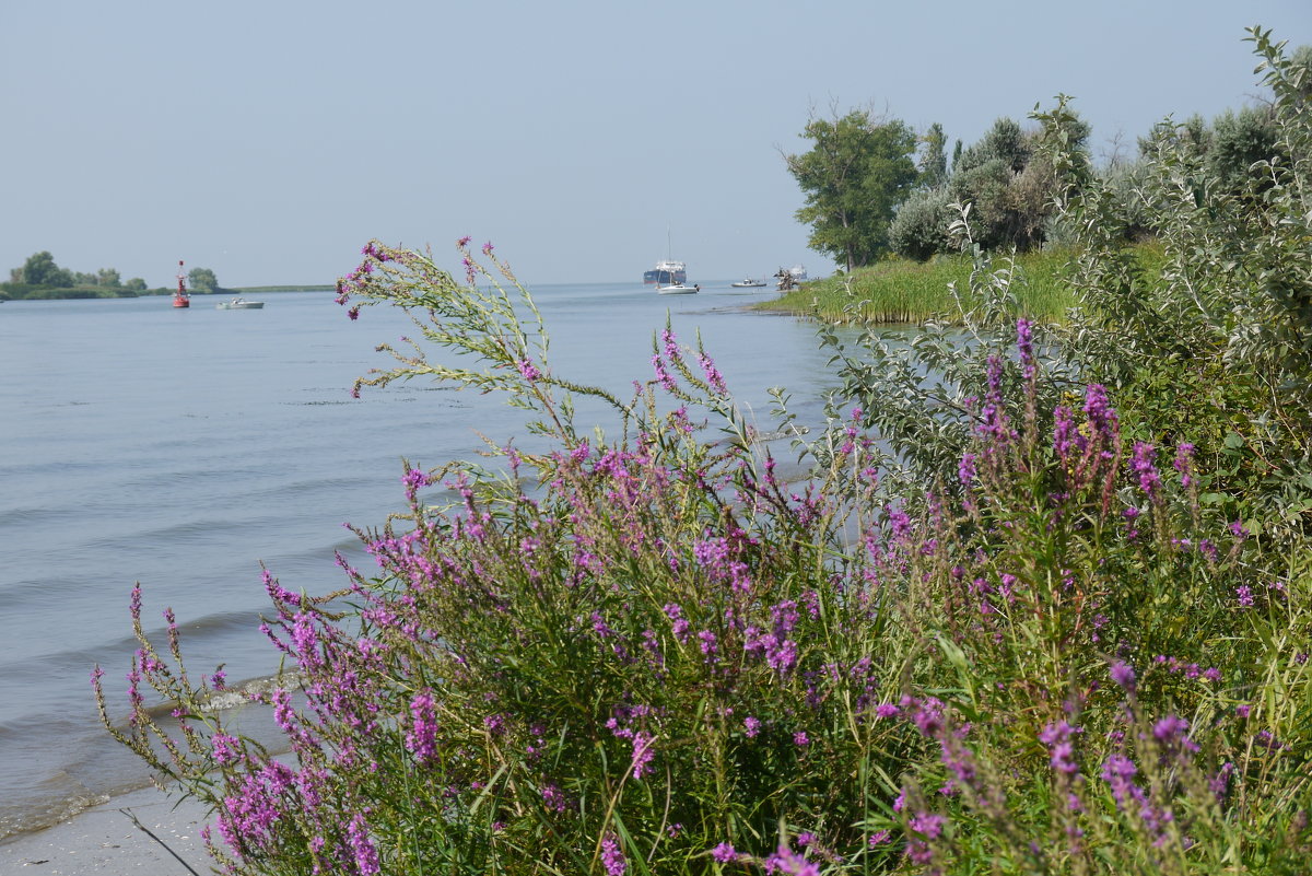 Так Дон впадает в Азовское море - Игорь Васильевич 