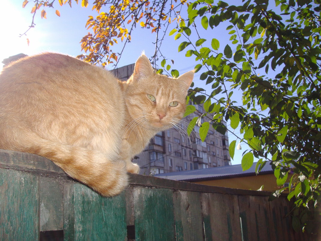 Рыжый котик осенью - Анна 