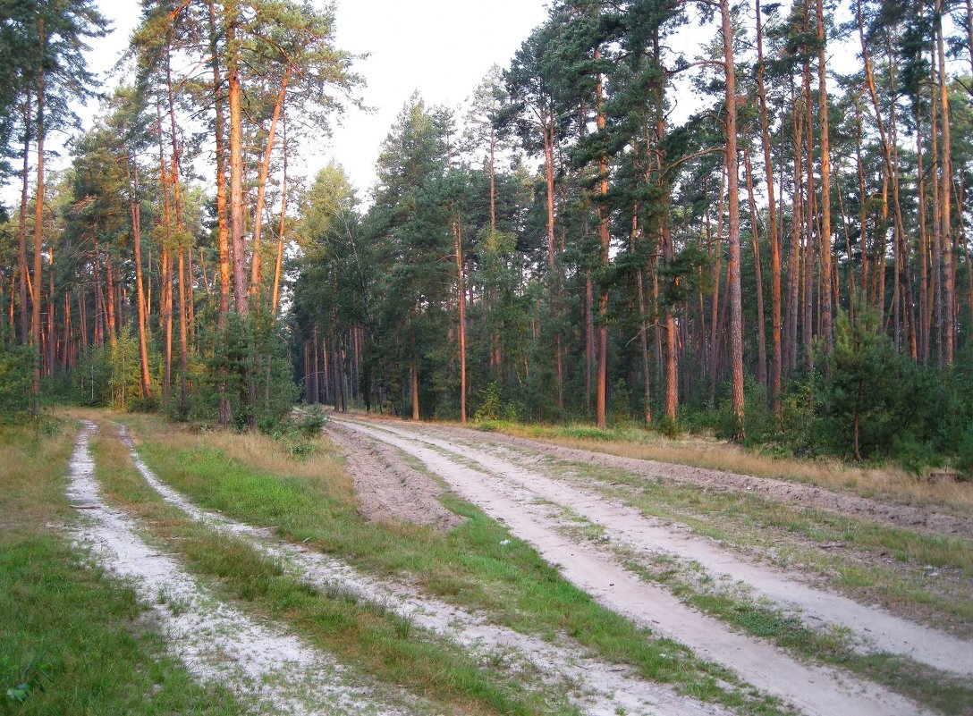 Лесные дороги - Леонид Корейба