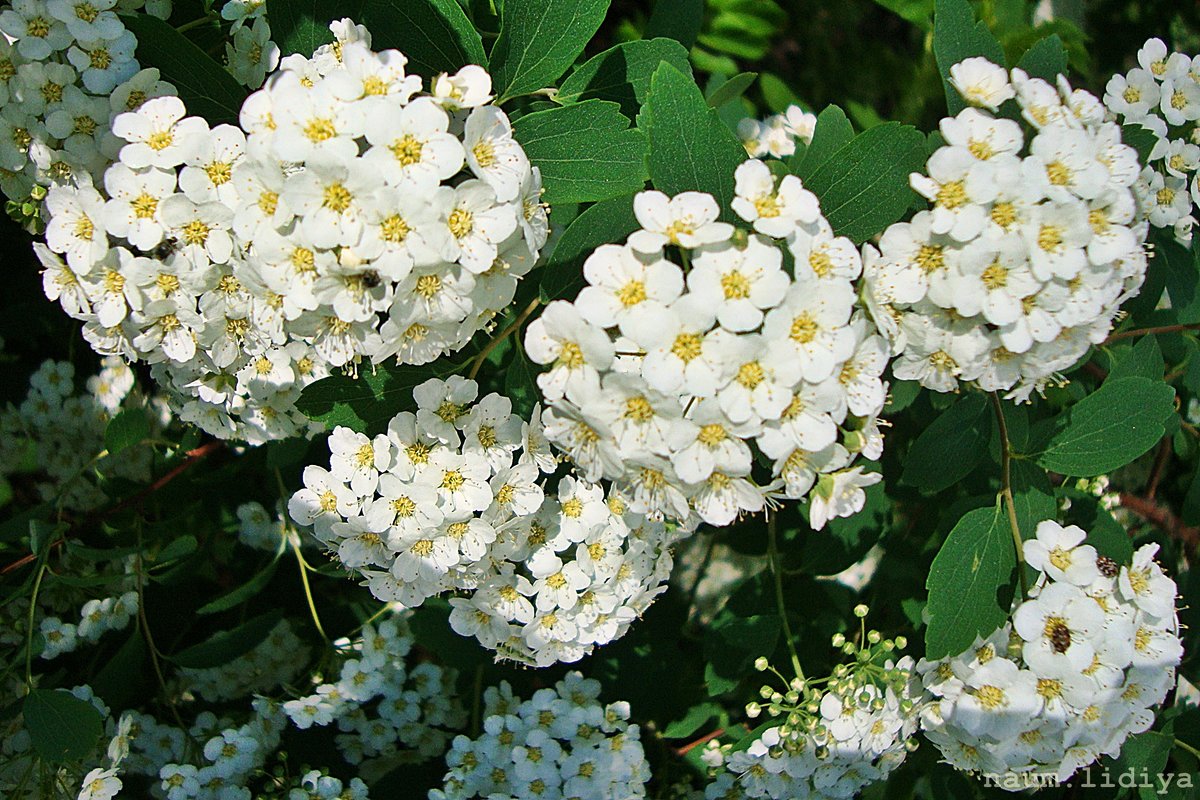 Белые гроздья - Лидия (naum.lidiya)