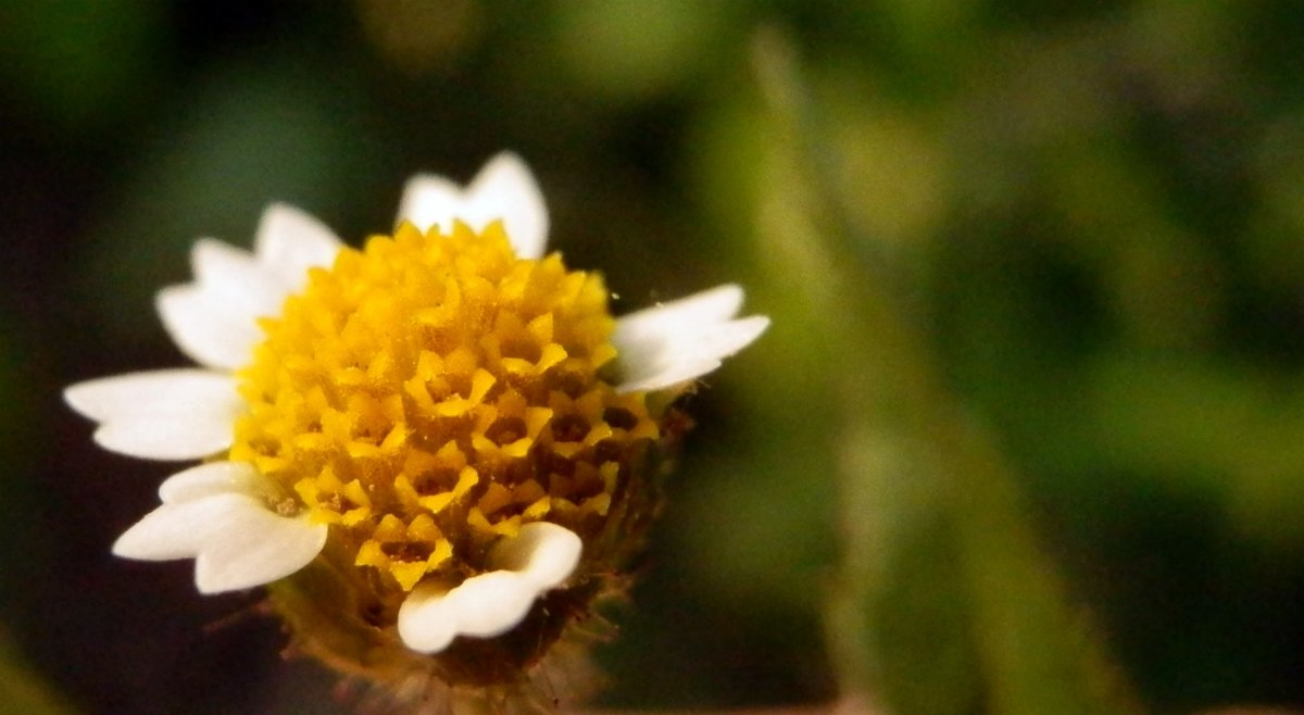Миниатюрный цветок - Стас Мельник