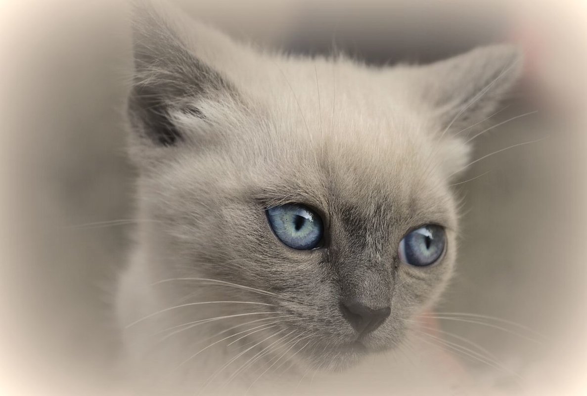 Портрет котёночка - galina tihonova