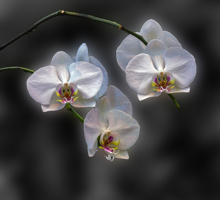 Орхидеи - Эдуард Пиолий