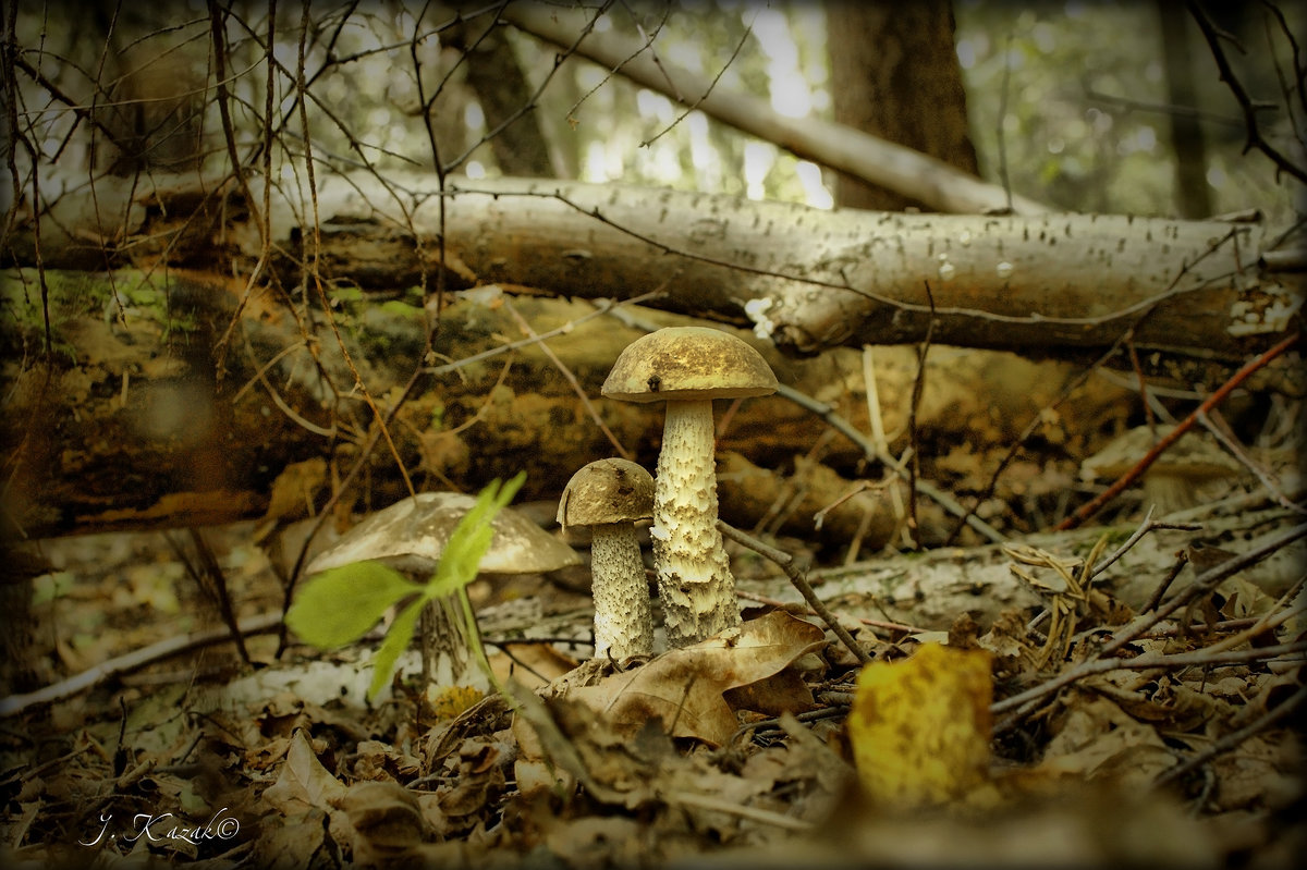 Вот так грибочки прячутся в лесу :) - Елена Kазак (selena1965)
