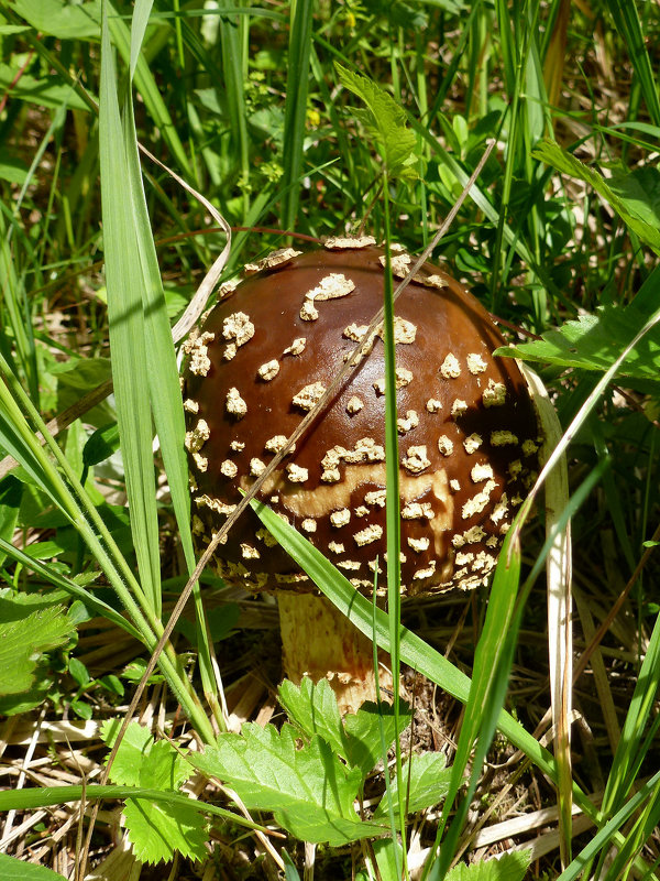 Королевский мухомор - Наталья И.