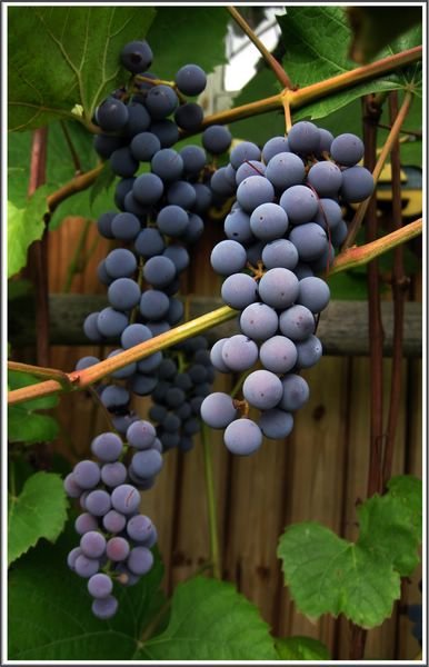Уральский виноград - muh5257 