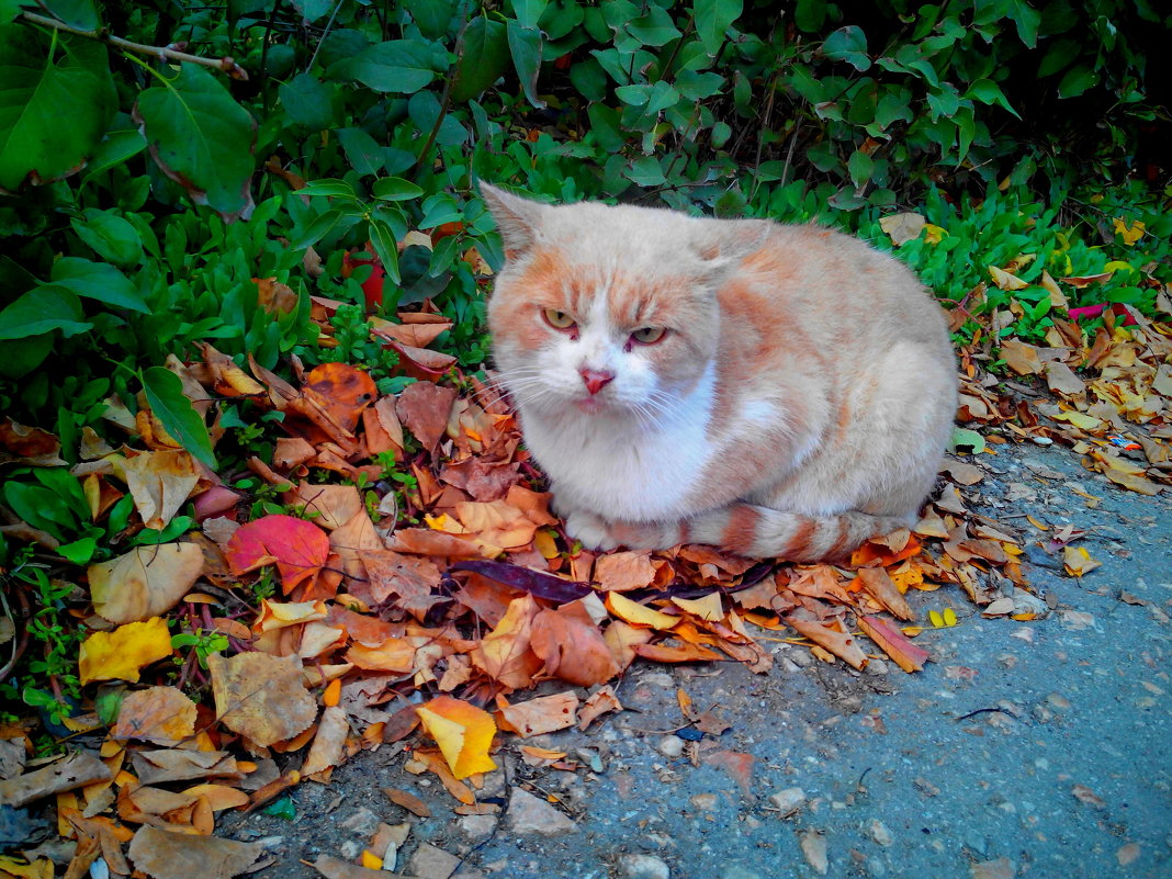 Рыжий кот на рыжих листьях - Ольга Голубева