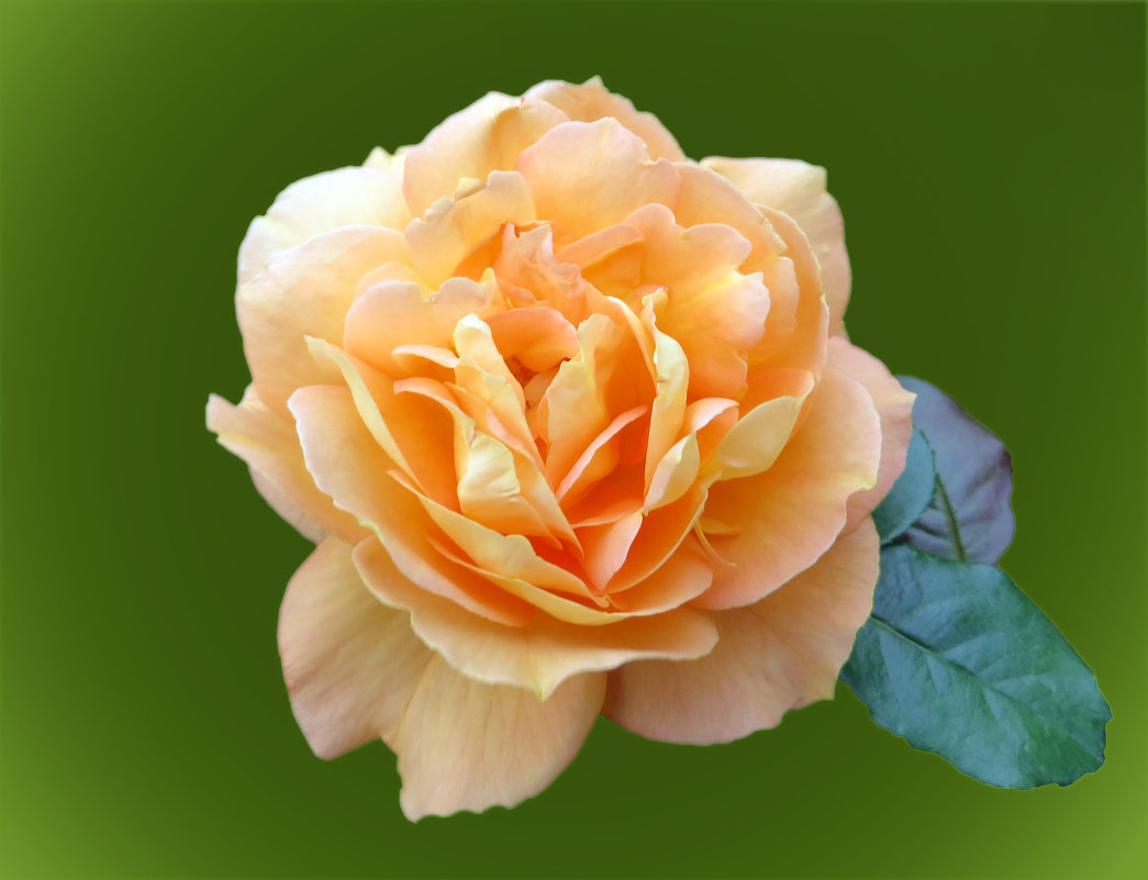 Роза желтая,роза чайная - Наталья (D.Nat@lia)