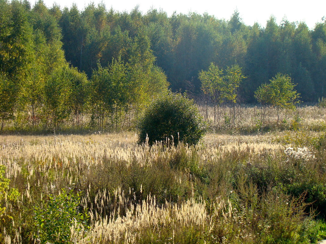 Солнечная осень - Елена Солнечная