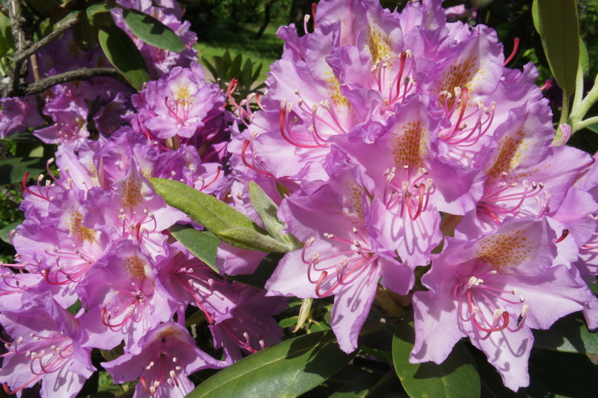 Рододендрон катевбинский (Rhododendron catawbiensе) - Елена Павлова (Смолова)