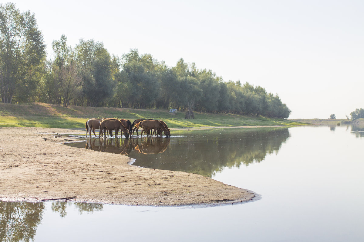 Водопой - Олег Дорошенко