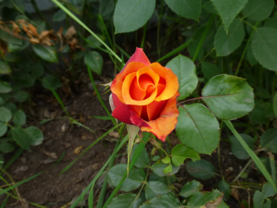 Роза в сентябре - Наиля 