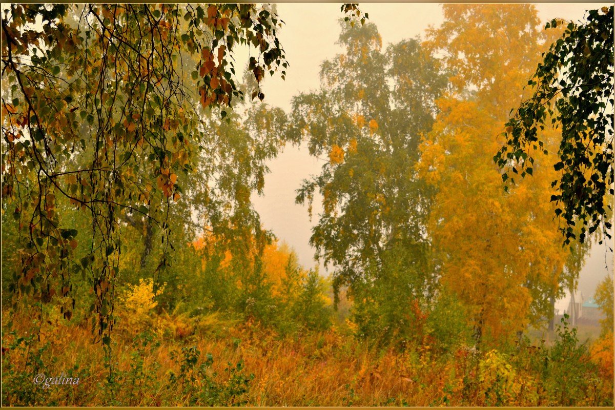 За завесою  тумана....спит осенний лес - galina tihonova