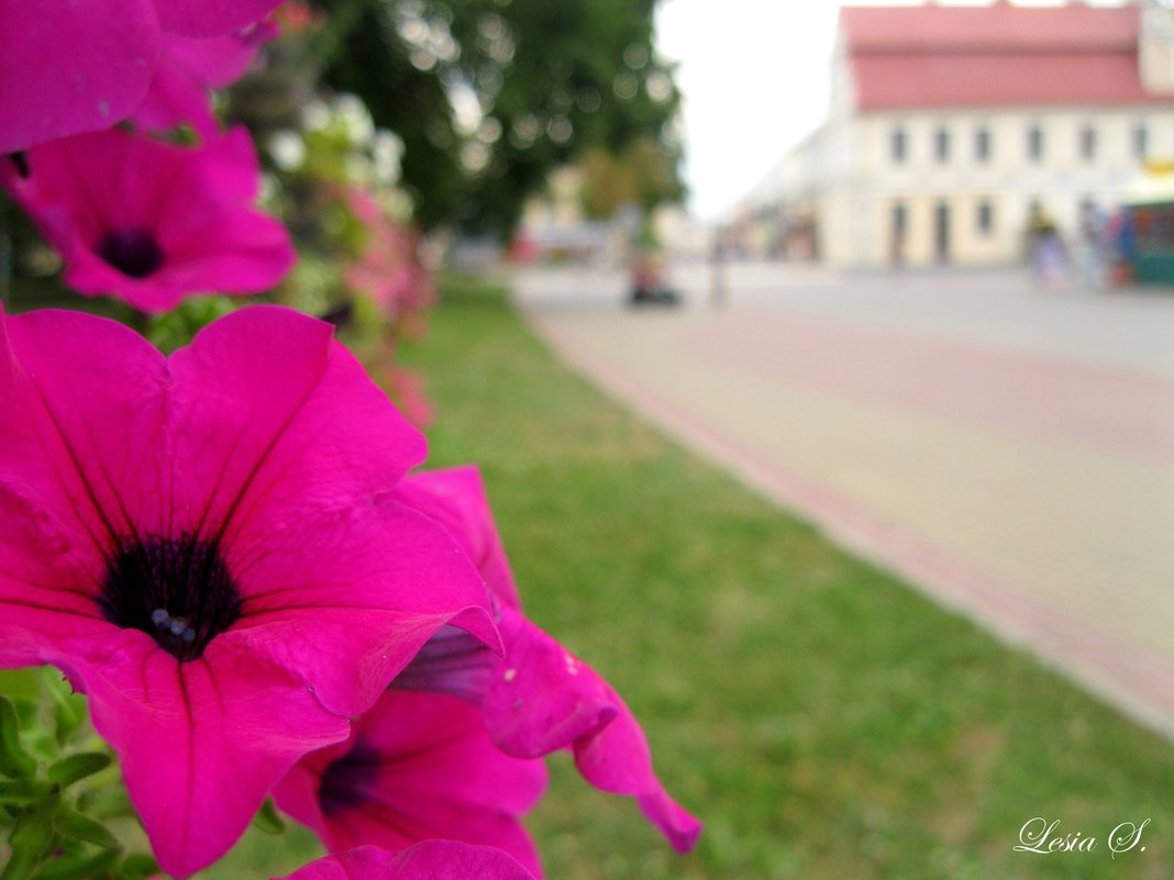 Гродно - Алеся Старовойт