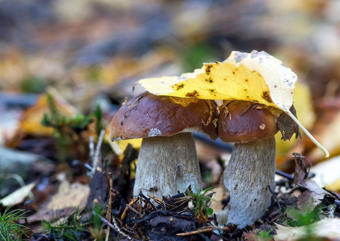 Осенний белый гриб