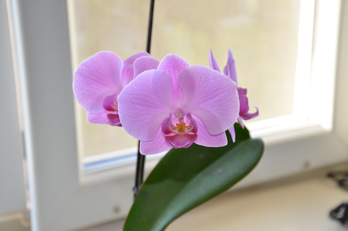 орхидея - vlad10787 kekshtas