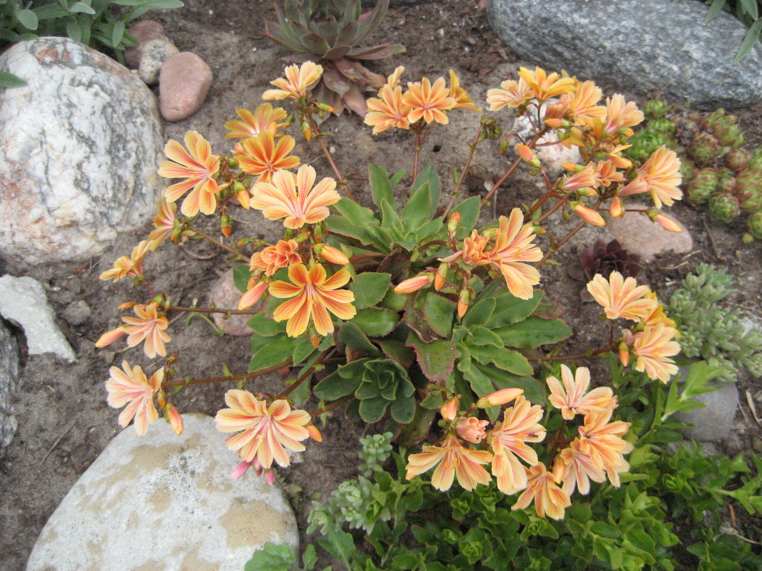 Lewisia cotyledon Regenbogen - laana laadas