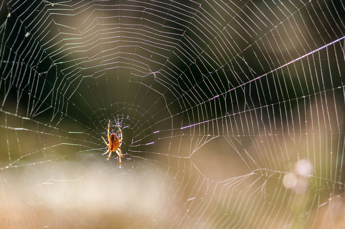 Spider - Ilze Strēle