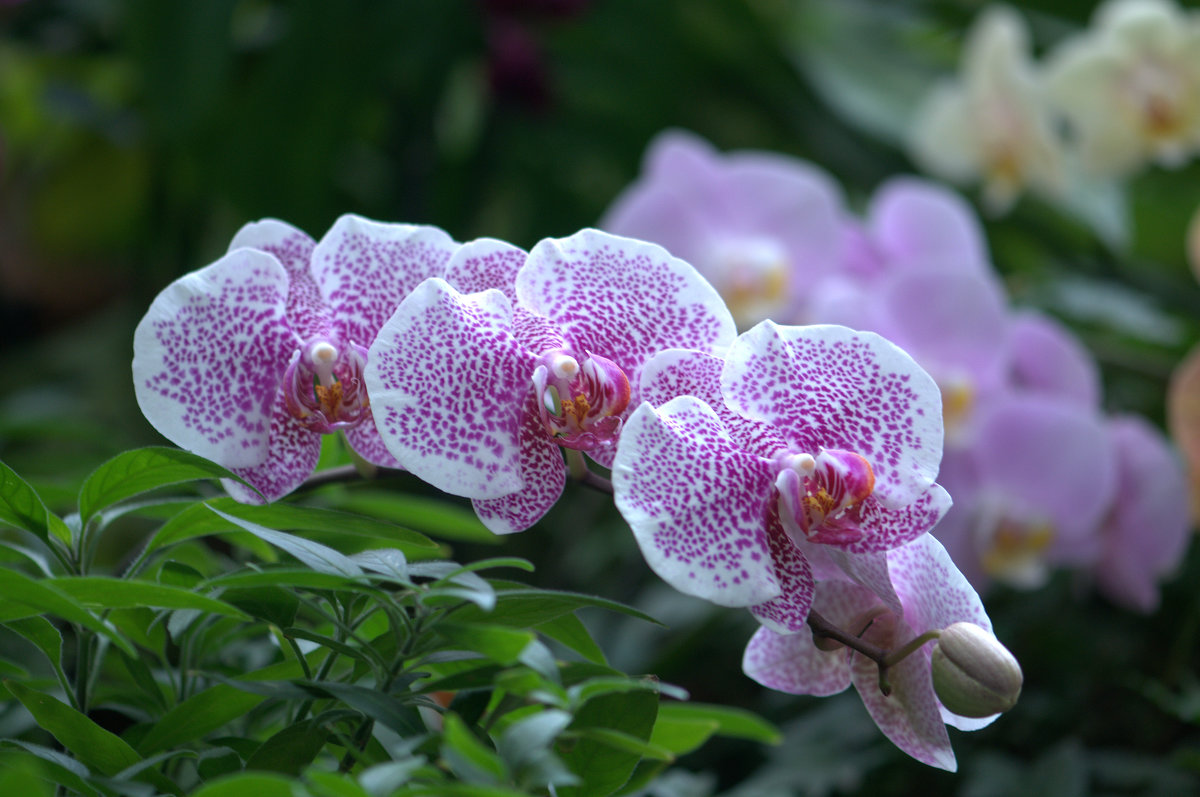 Орхидея - Алёна 
