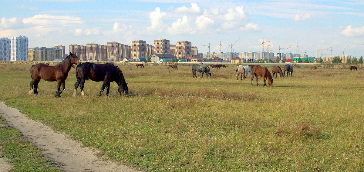 кони и город - Олег Петрушов