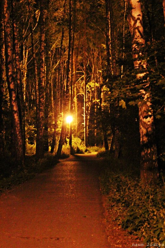 Ночью в парке - Лидия (naum.lidiya)