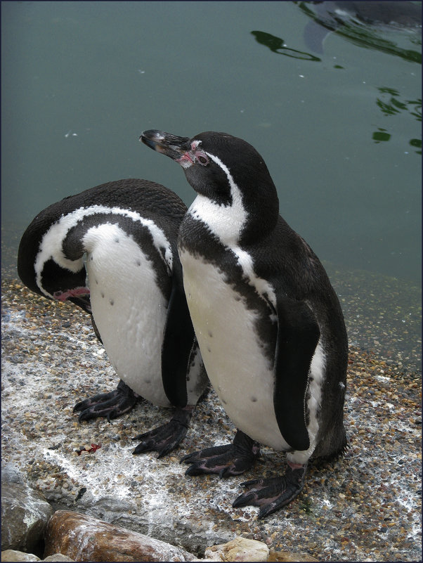 Два пингвина - Ольга Маркова