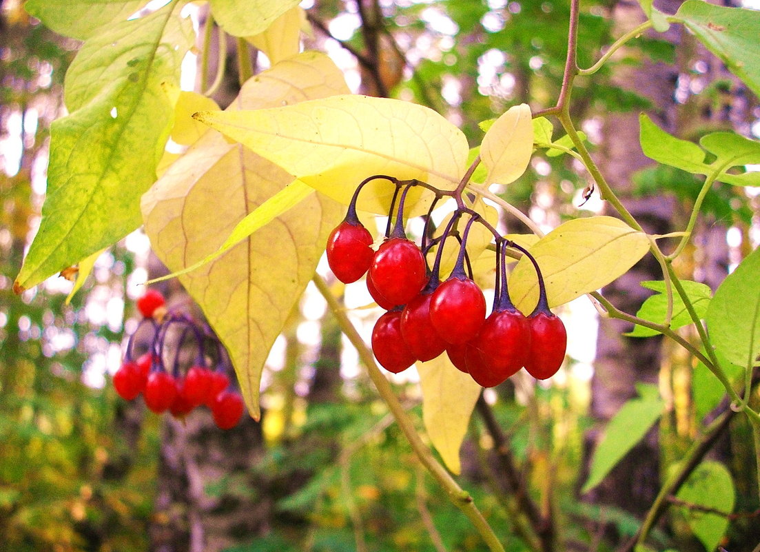 Паслён горько-сладкий. Solanum dulcamara. - VasiLina *