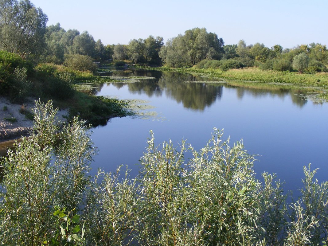 Затока на реке Десне - Александр Скамо