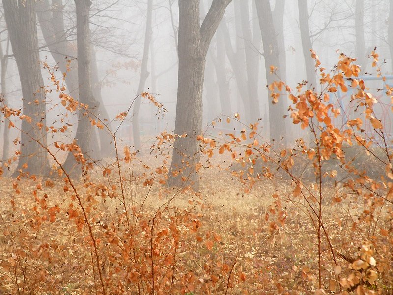 Осенний туман - Виктория ЖиВи
