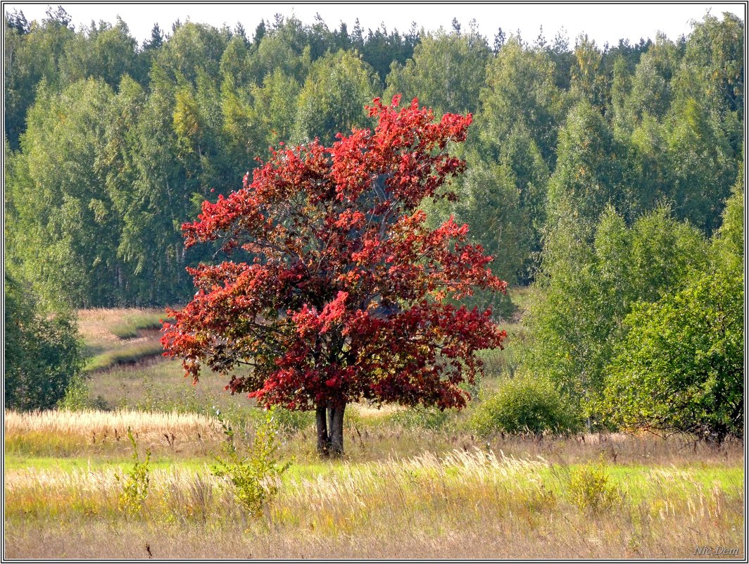 На опушке леса - Николай Дементьев 