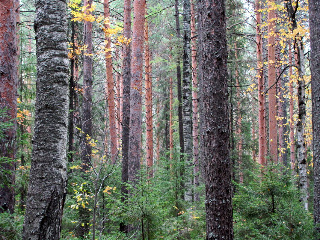 Осень в лесу - Yury Kuzmič