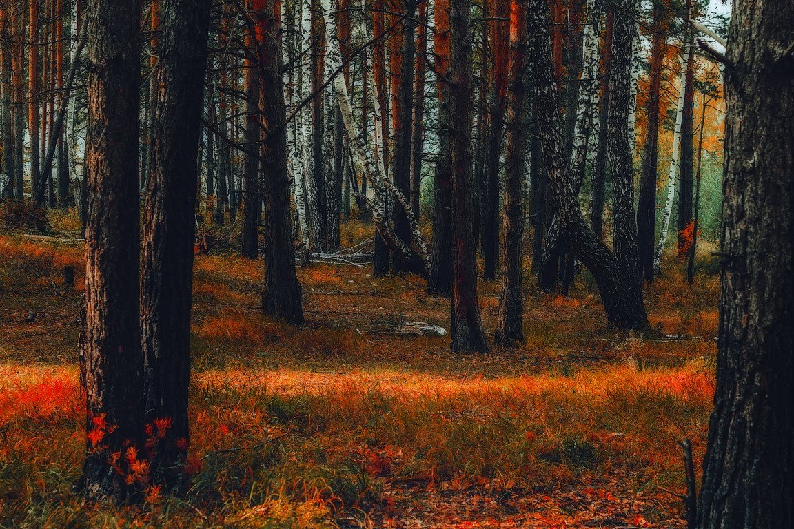 autumn - Андрей Афонасьев