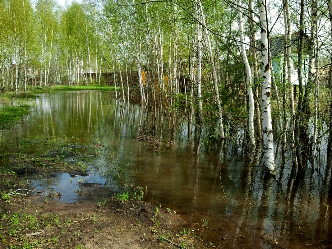 Времена года.Весна. - Ирина Томина