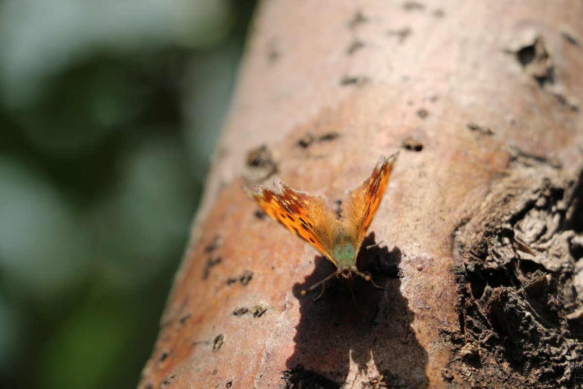 бабочка - надежда 